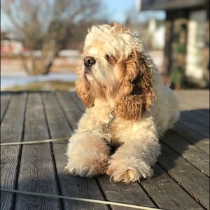 Meet your Posher, Emma